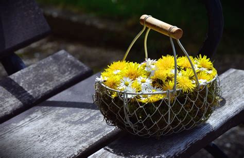 Free picture: daisy, flower, yellow flower, dandelion, basket, bouquet ...