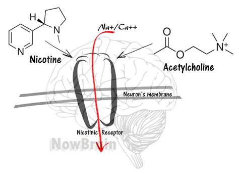 You are your brain: Effects of nicotine on our brain