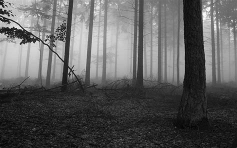 Black Forest Wallpaper (69+ images)