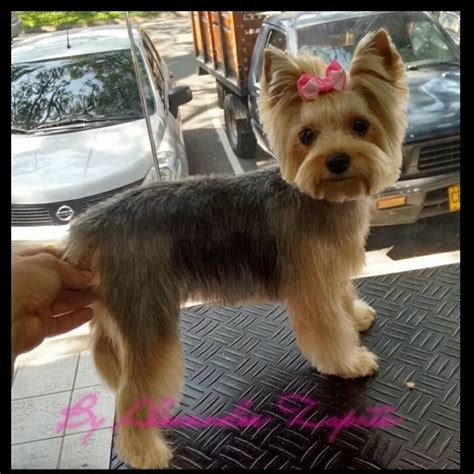 Faith haircut ideas #yorkshireterrier | Dog grooming styles, Yorkie ...