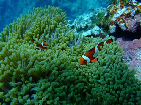 Free Images : diving, underwater, green, coral reef, invertebrate, nemo, habitat, organism, sea ...
