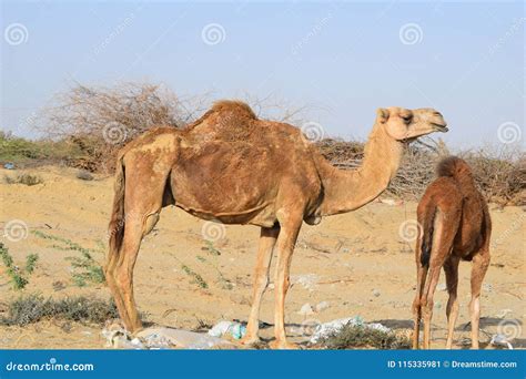 Camels of the Desert of Saudi Arabia Stock Image - Image of ...