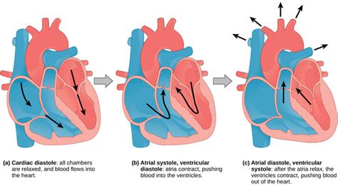 40.11: Mammalian Heart and Blood Vessels - The Cardiac Cycle - Biology LibreTexts