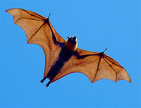 #961 Bats are not creepy, they are... - 1K Smiles