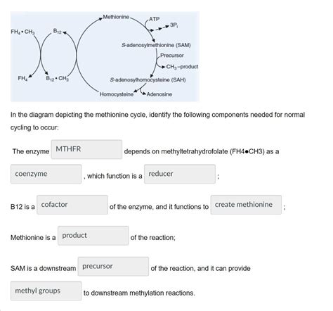 Solved In the diagram depicting the methionine cycle, | Chegg.com