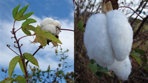 Uses & Types of Cotton