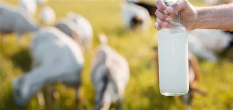 Organic Goat Milk Formula: Is it Worth the Investment?