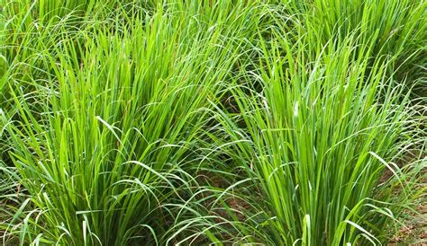 Lemongrass - Plant, Essential Oil, Uses & Potential Health Benefits