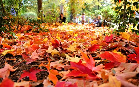 Celebrating the Season: 10 of the Best Canadian Fall Festivals | A ...