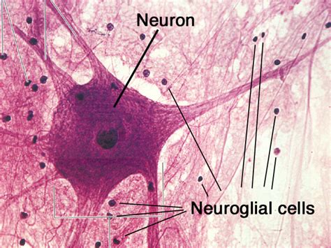 Nervous system - BIOLOGY4ISC