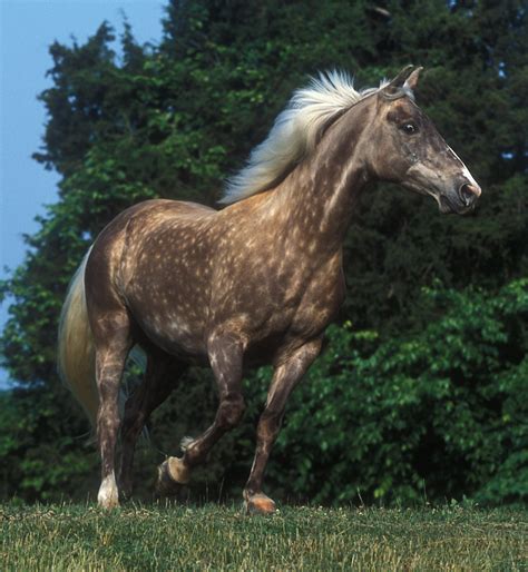 Rocky Mountain Horse - Wikipedia