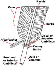 anatomy of a feather including the vane and calamus | Fancy chickens, Chicken facts, Bird feathers