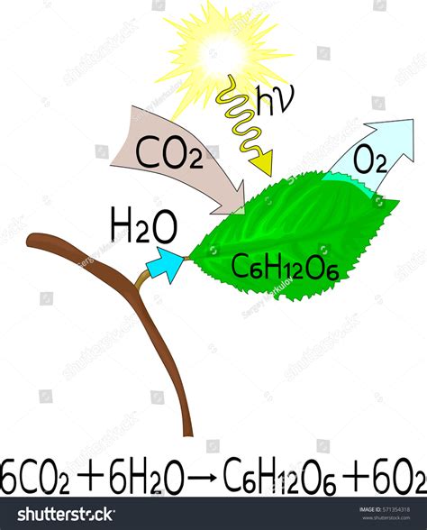 Reacción química de la fotosíntesis: vector de stock (libre de regalías) 571354318 | Shutterstock