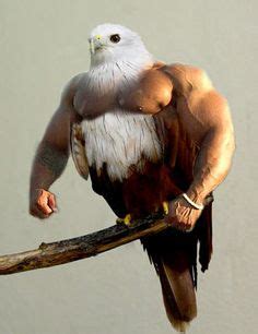 1000+ images about Birds with arms on Pinterest | Birds, Languages to learn and Jedi sith