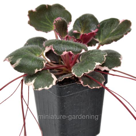 Saxifraga stolonifera, Variegated Strawberry Begonia - Walmart.com - Walmart.com