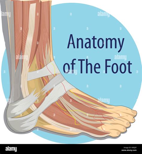 Lateral Foot Bone Anatomy