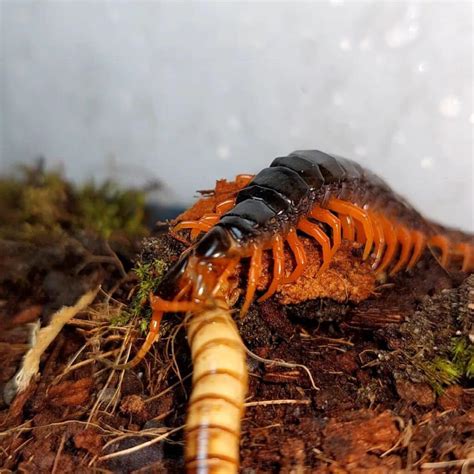 Centipedes: Facts, Venom, Diet, Habitat