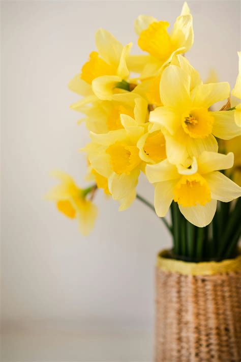 Bunch of tender Boltonia asteroides flowers in glass vase · Free Stock Photo