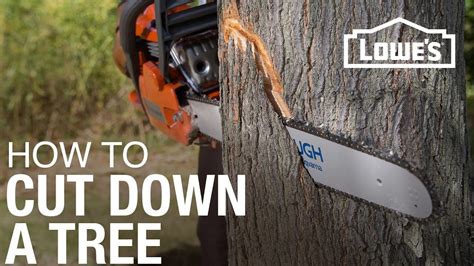 What Chainsaw Size to Cut Trees?