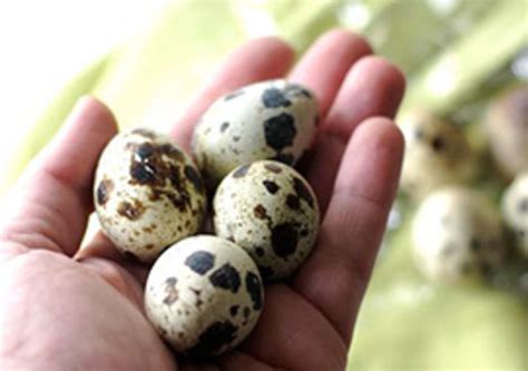 What Are Some Awesome Ways to Use Quail Eggs? | Kitchn