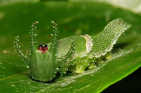 No.28 Great Nawab Caterpillar (Charaxes (Polyura) eudamipp… | Flickr