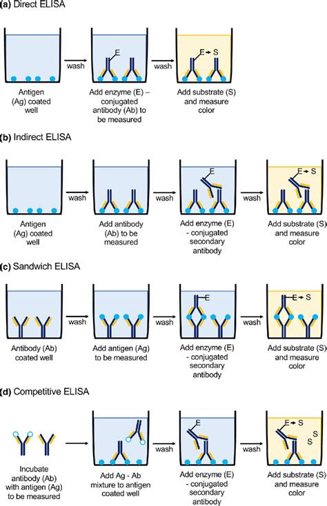 ELISA test is used for the detection of A) AntibodiesB) Viral diseaseC) AIDSD) All of the above