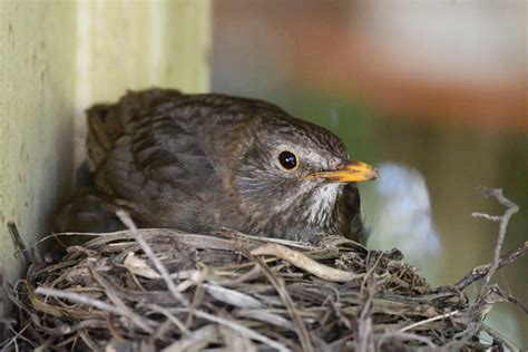 Blackbird Nesting (Wild) by TheBootesArtVoid on DeviantArt