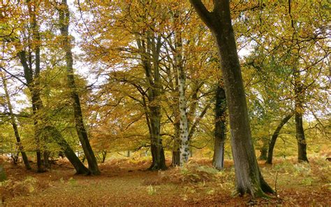 New Forest NP, Hampshire, England | New forest, England, Travel stories