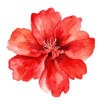 Red Flower Watercolor, Flower, Beautiful, Beauty PNG Transparent Image ...