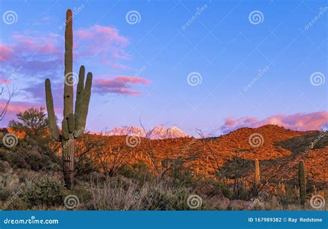 Cactus & Snow in Four Peaks Wilderness in AZ Stock Photo - Image of ...