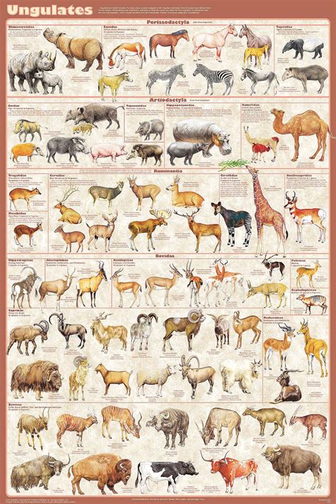 Types Of Mammals Chart