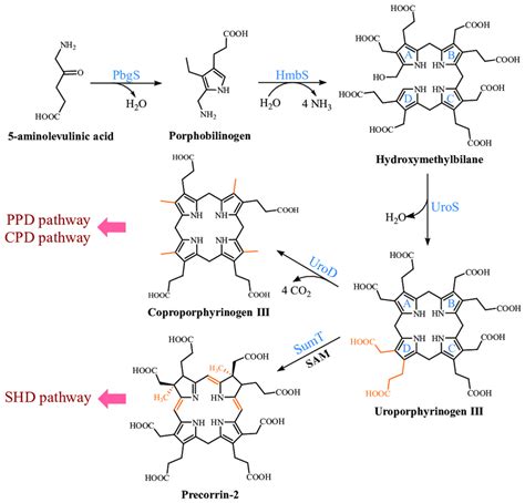 Formation of uroporphyrinogen III (UPG III) and the branching of the... | Download Scientific ...