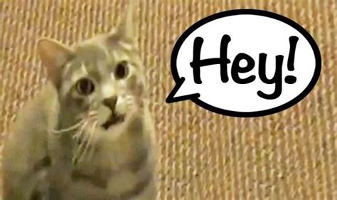 VIDEO: The cat that says hey is the latest video to go viral | Weird | News | Express.co.uk