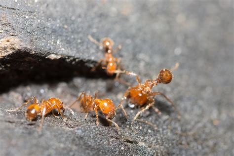 Solenopsis invicta on a log 1897681 Stock Photo at Vecteezy