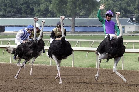 Ostrich Racing! The Ostrich, Ostriches, Sunday School Crafts, Camels ...