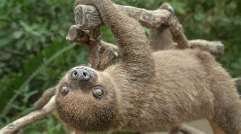 Two-toed Sloth | San Diego Zoo Animals & Plants