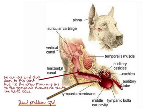 Ear Infections In Dogs - Bothell Pet Hospital