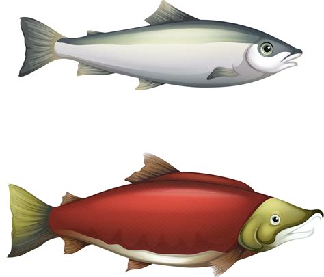 Salmon clipart seafish, Salmon seafish Transparent FREE for download on WebStockReview 2023