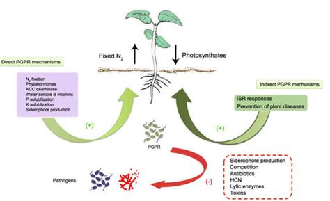 Rhizospheric microorganisms and effects, PGPR and Mycorrhiza