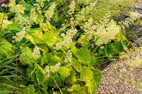 15 Flowering Shade Perennials for Fall