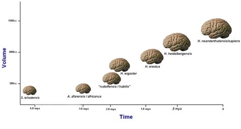 Increase in Brain Size | Language Evolution: Biocultural Evolution