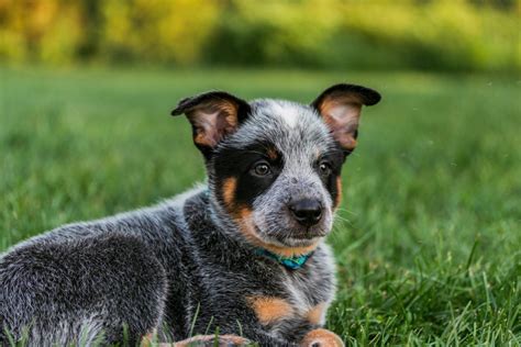 Types Of Cattle Dogs