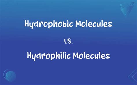 Hydrophobic Molecules vs. Hydrophilic Molecules: What’s the Difference?