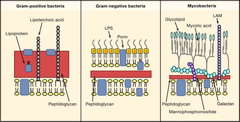 Pathogen Recognition and Innate Immunity: Cell