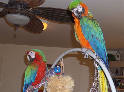 Macaw Birds For Sale | Jacksonville, FL #193928 | Petzlover