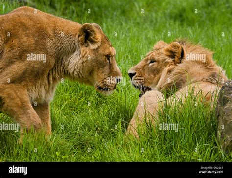 Male and female lion Stock Photo - Alamy