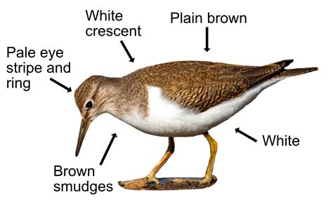 Common Sandpiper – Saltlane