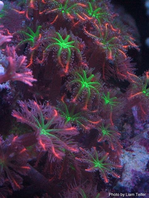 Clove Polyps coral | Ocean creatures, Beneath the sea, Saltwater aquarium fish