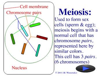 Animation - Meiosis by Jim Wanamaker from Lew-Port's Biology Place