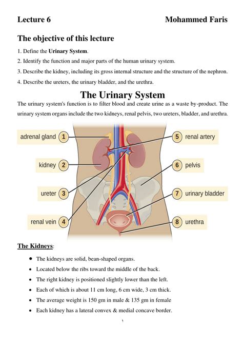 Functions Of Urinary System